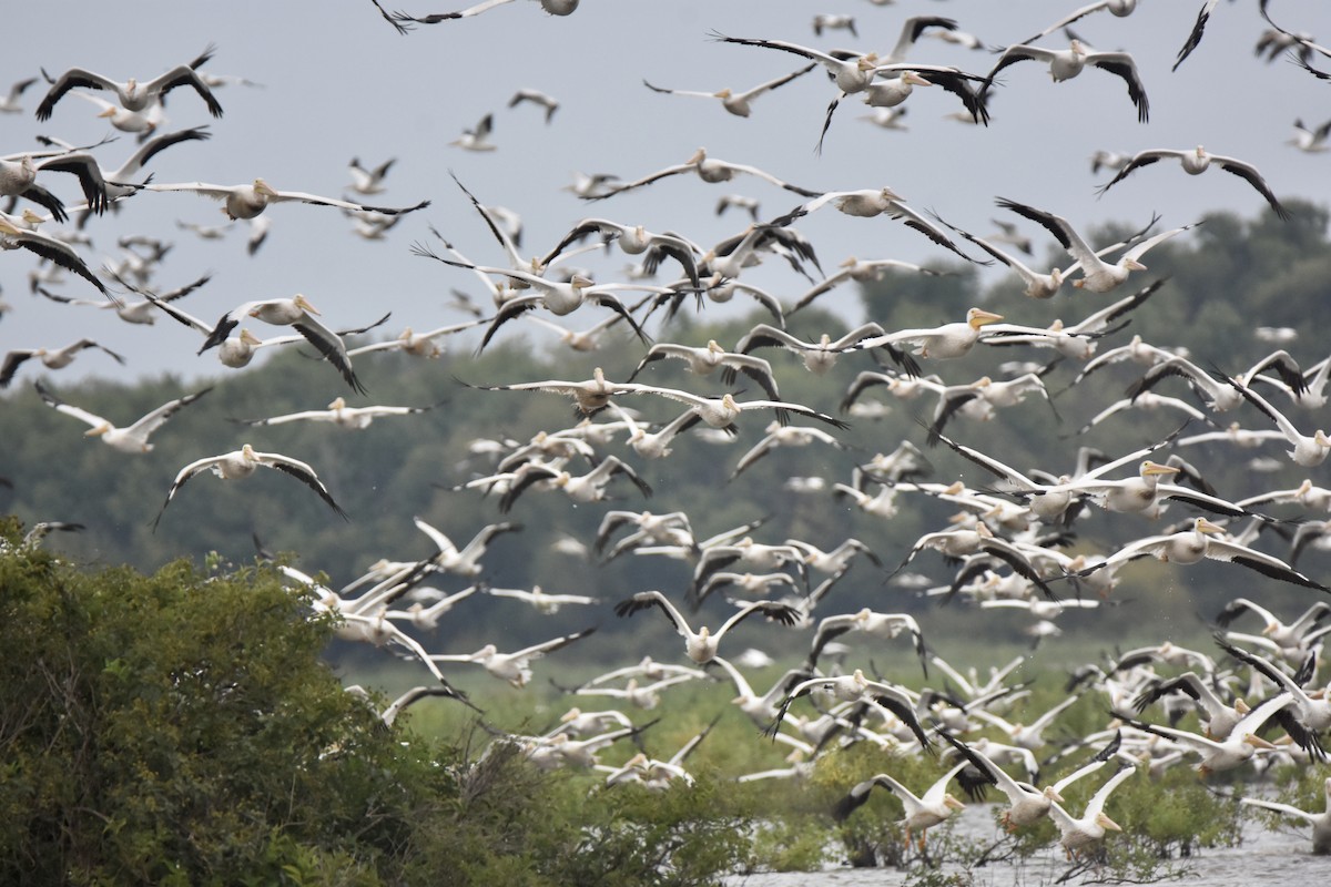 American White Pelican - ML641155048