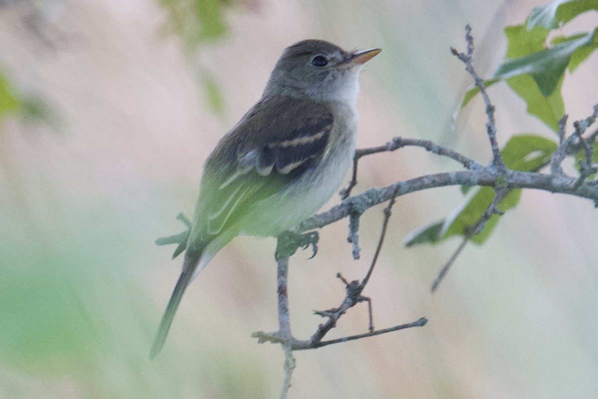 Mosquero Alisero/Saucero - ML641155051