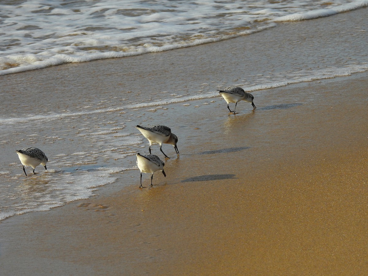 Sanderling - ML641155078