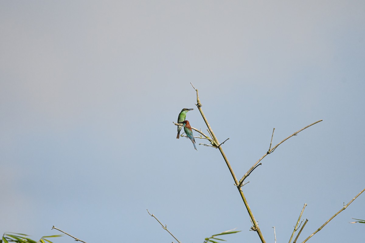 Blue-throated Bee-eater - ML641155081