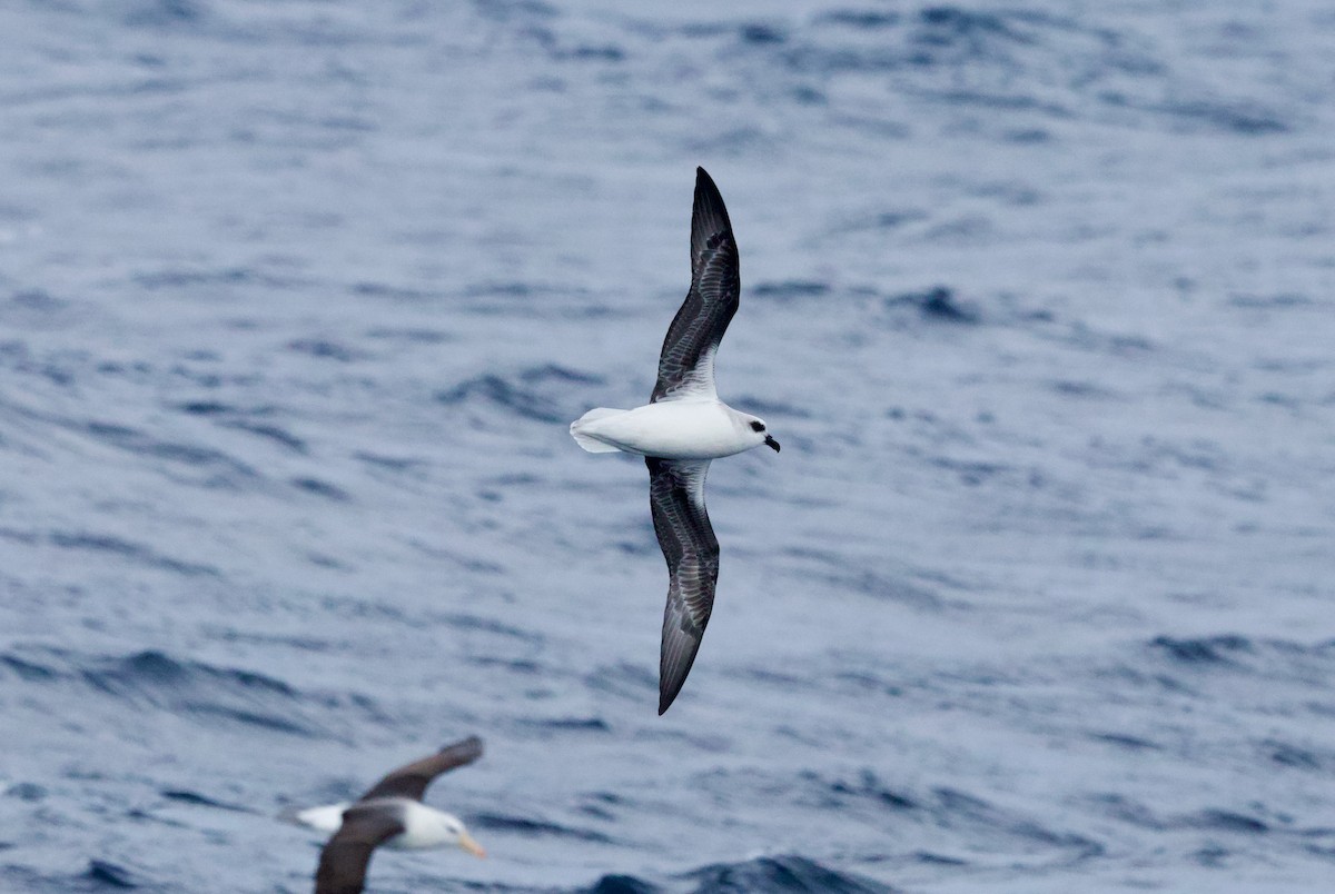 White-headed Petrel - ML641155094