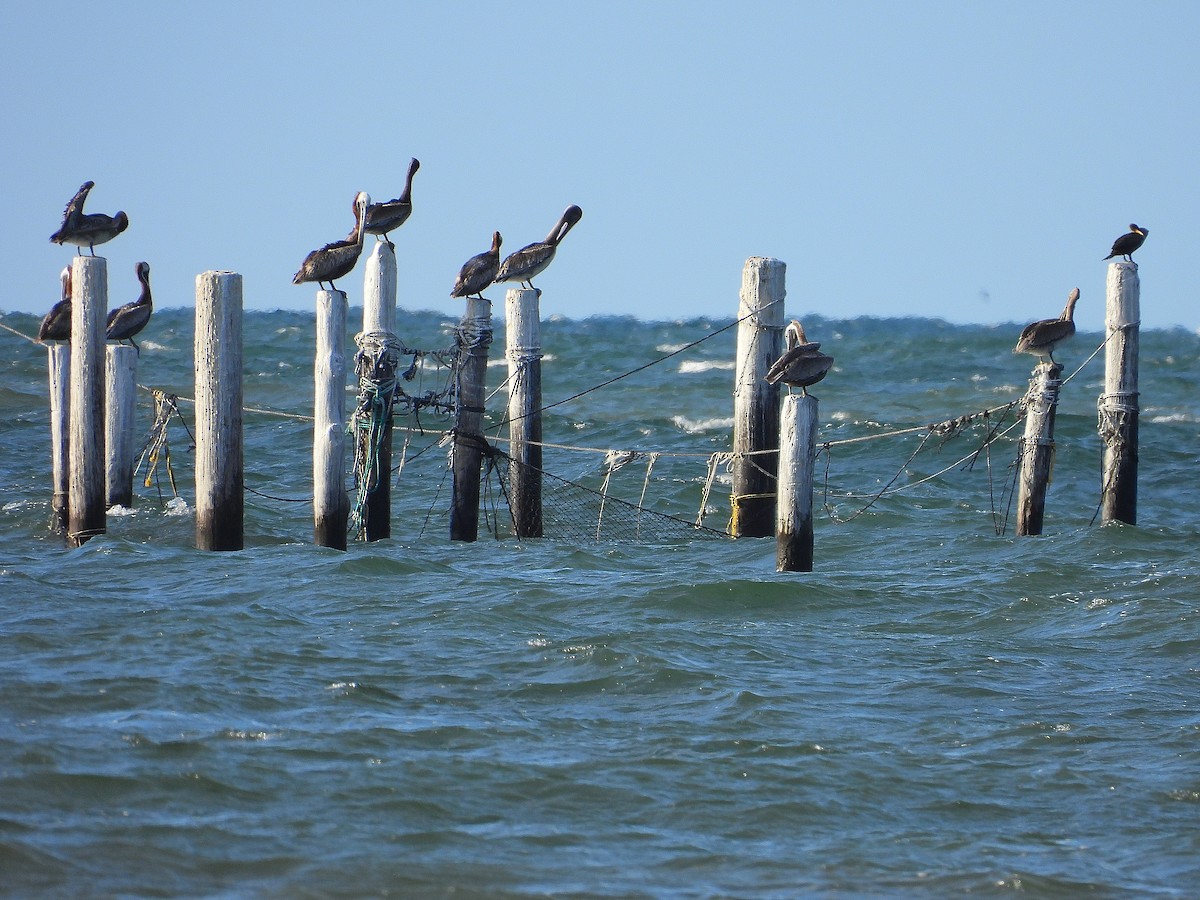 Brown Pelican - ML641155102