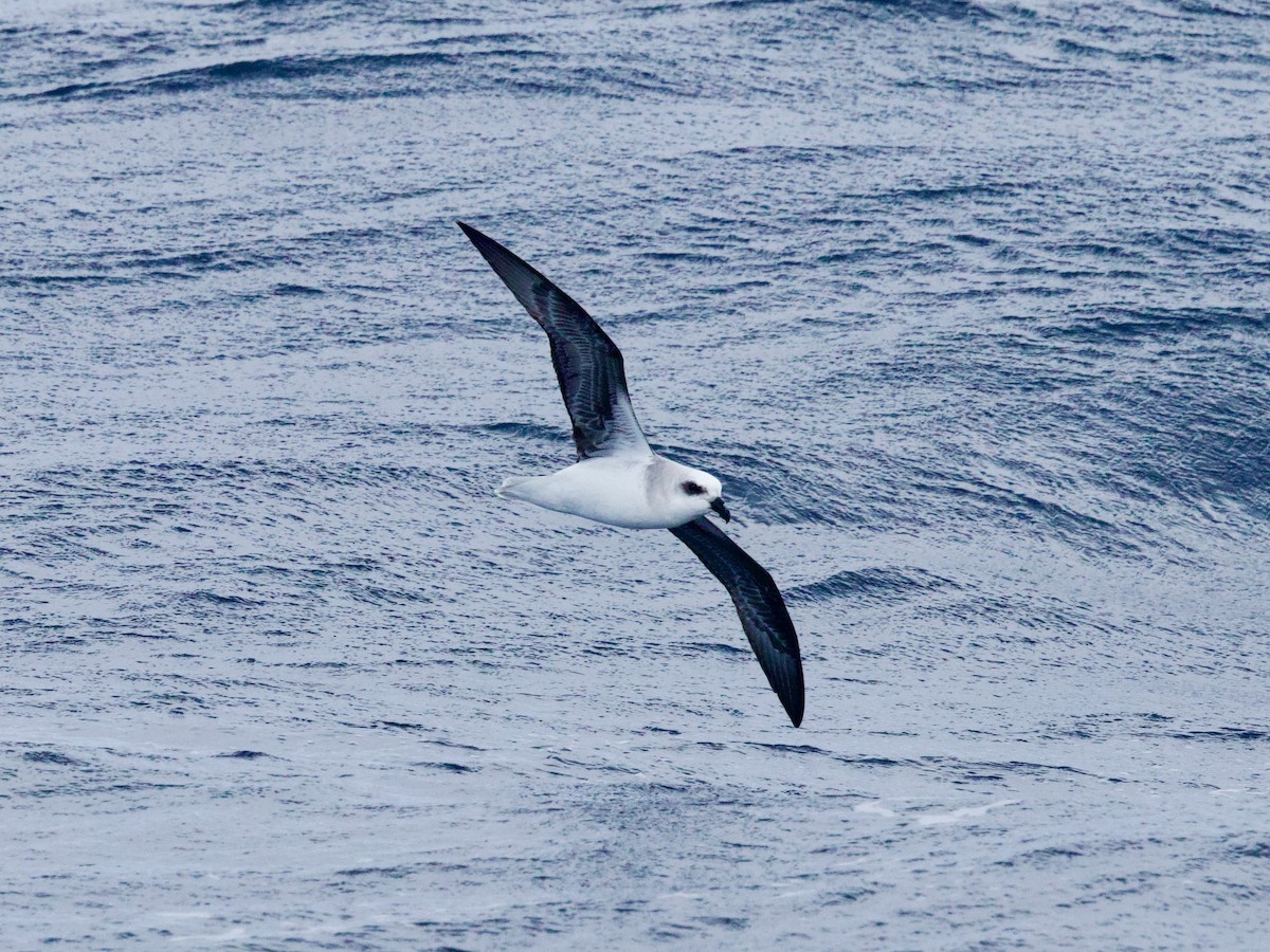 White-headed Petrel - ML641155109