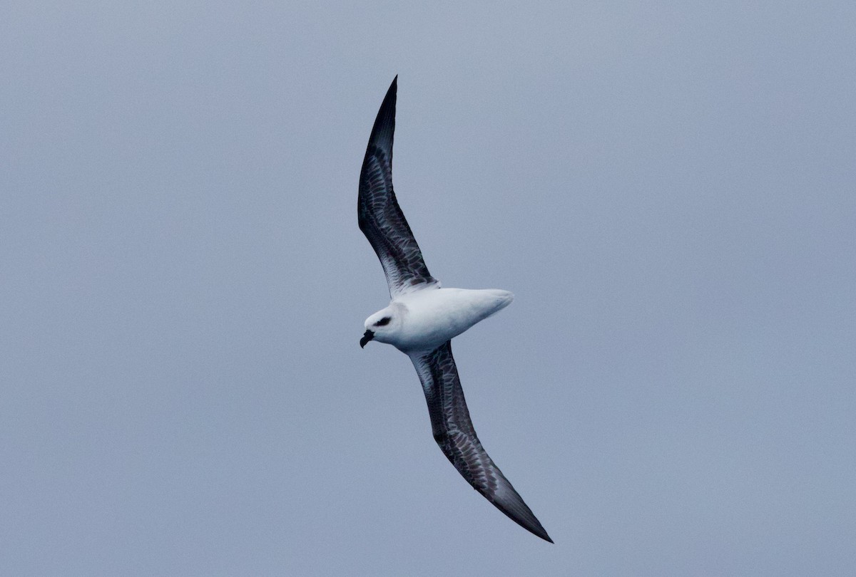 White-headed Petrel - ML641155119