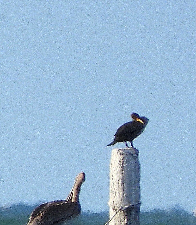 Kulaklı Karabatak - ML641155122