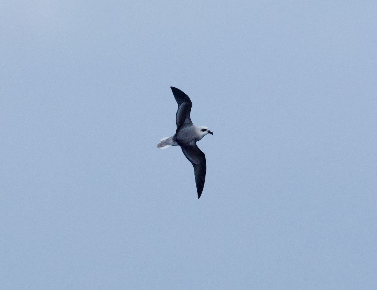 White-headed Petrel - ML641155133