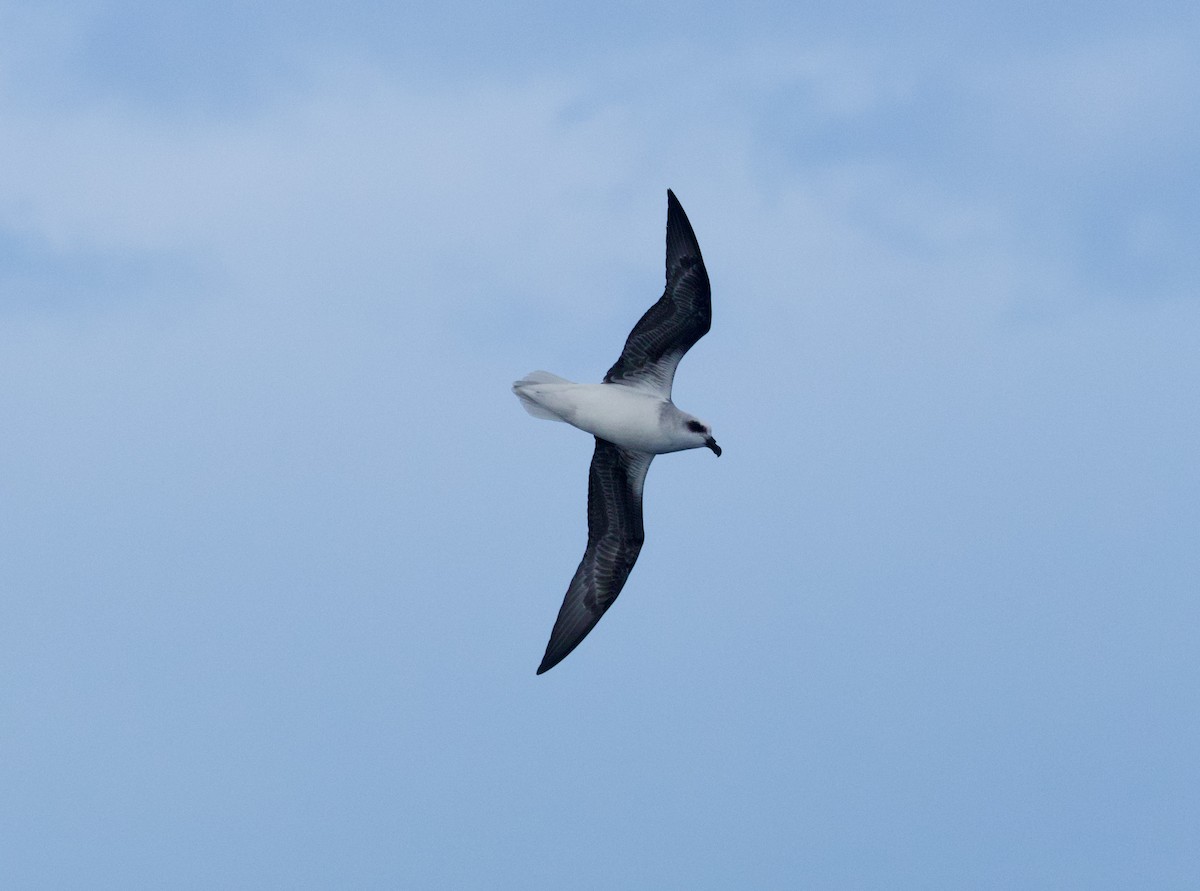 White-headed Petrel - ML641155149