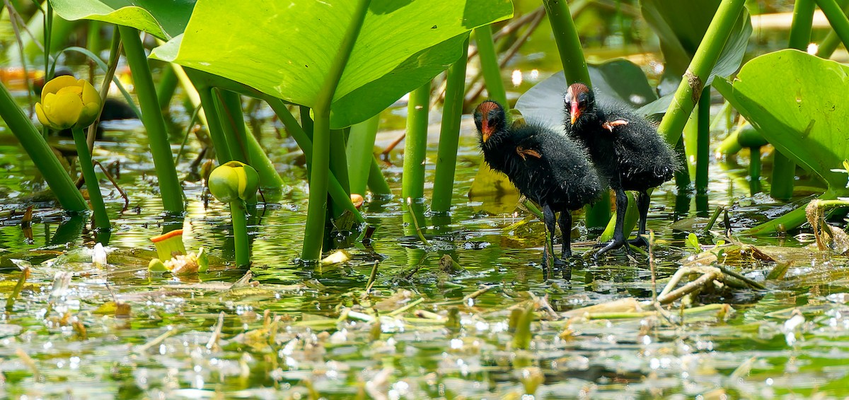 Common Gallinule - ML641155151