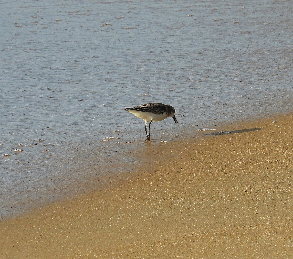 Semipalmated Sandpiper - ML641155160