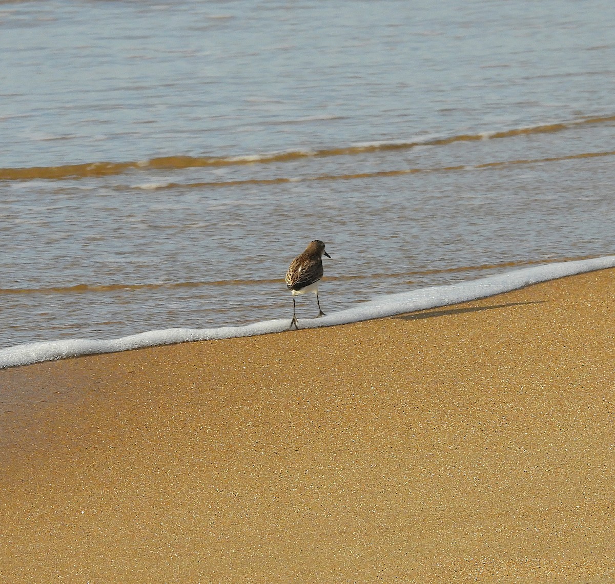 Semipalmated Sandpiper - ML641155161