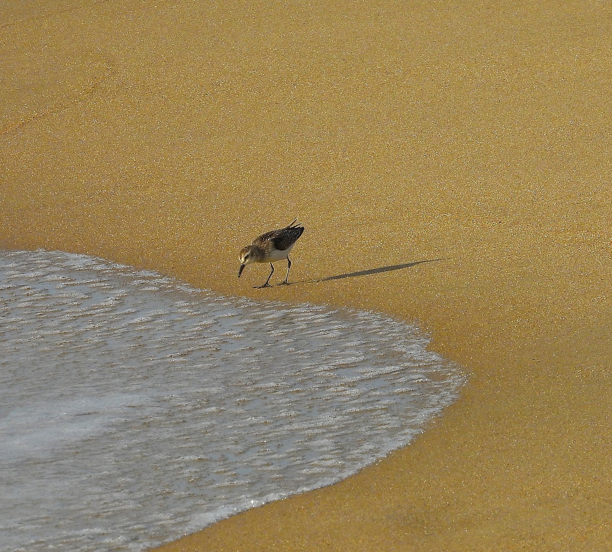 Bécasseau semipalmé - ML641155162