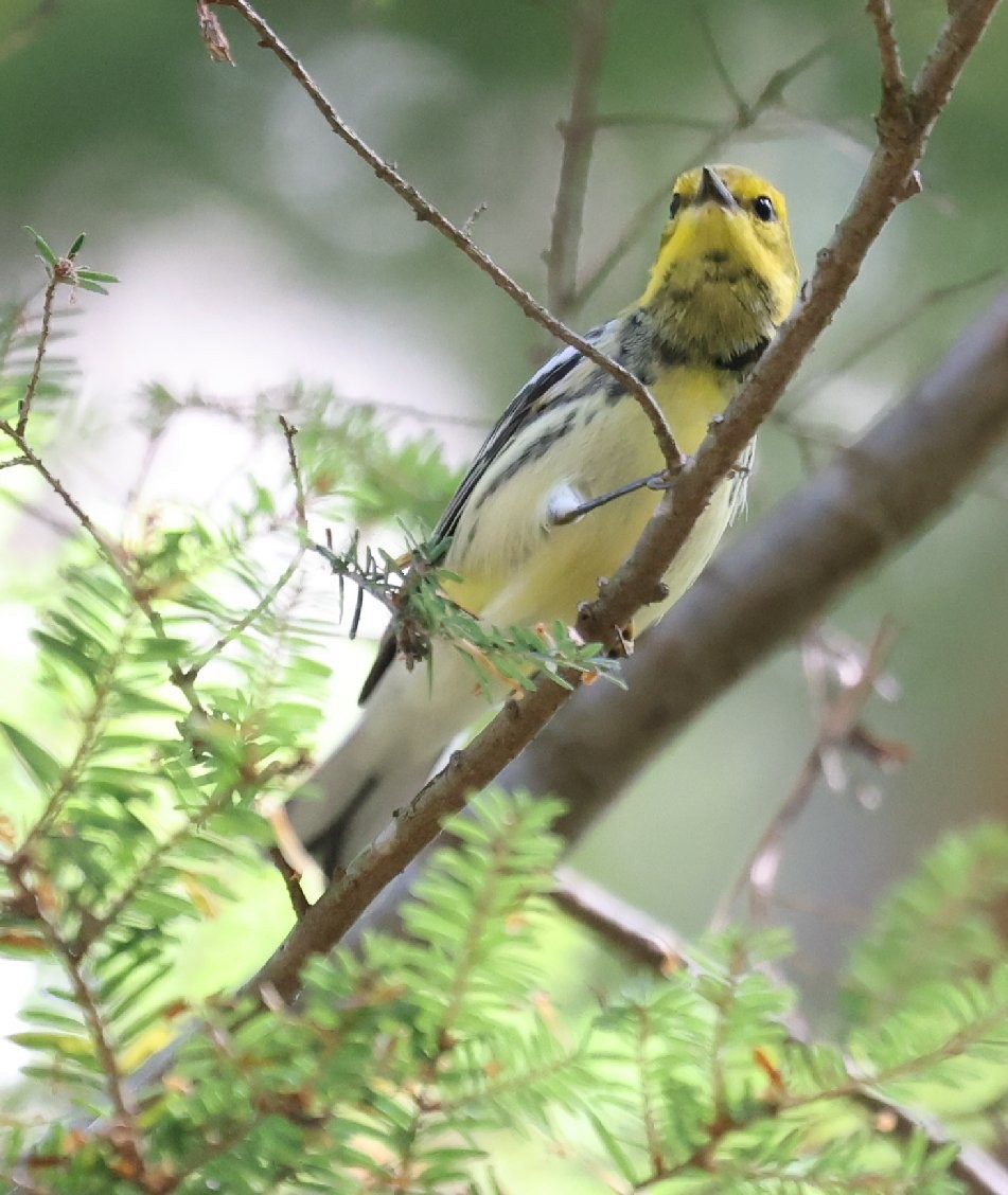 Black-throated Green Warbler - ML641155168