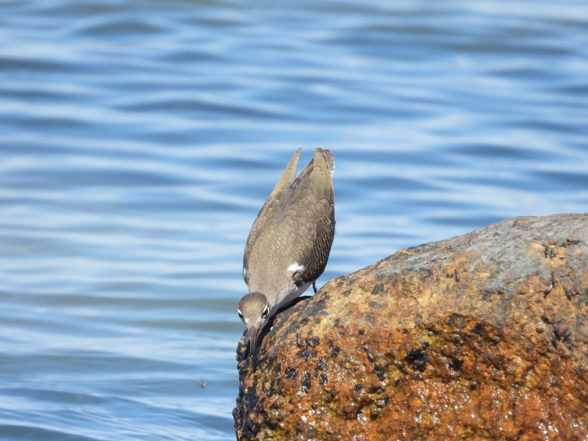 Spotted Sandpiper - ML641155175