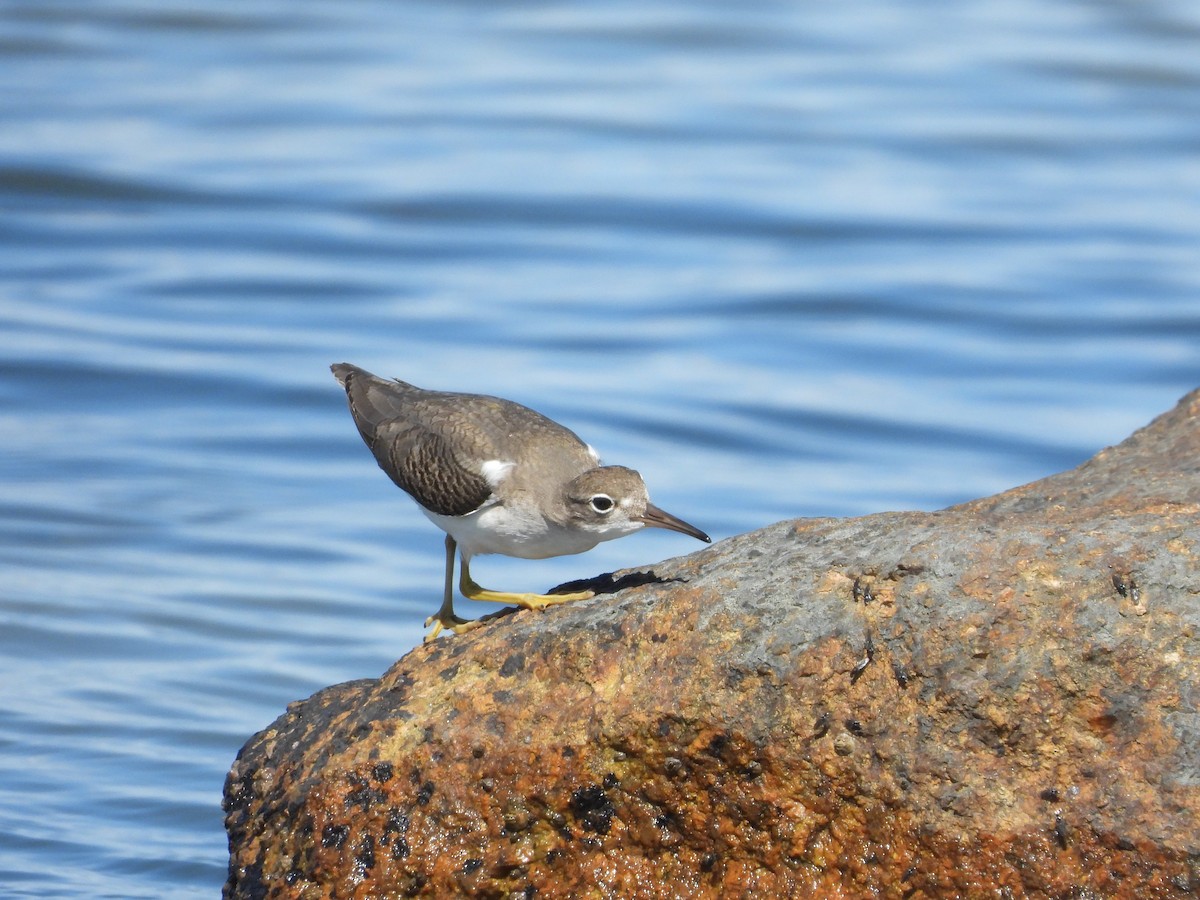 Spotted Sandpiper - ML641155177