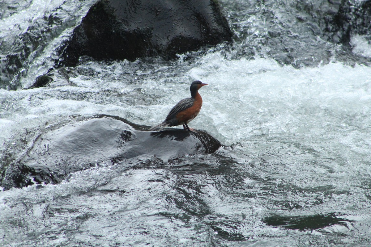 Torrent Duck - ML641155181