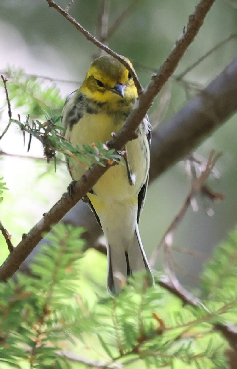 Black-throated Green Warbler - ML641155182