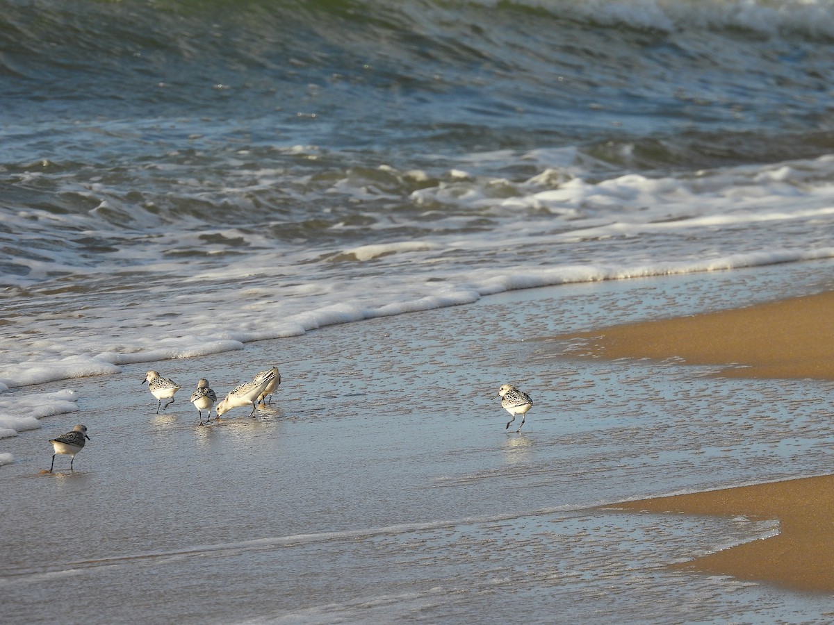 Sanderling - ML641155188