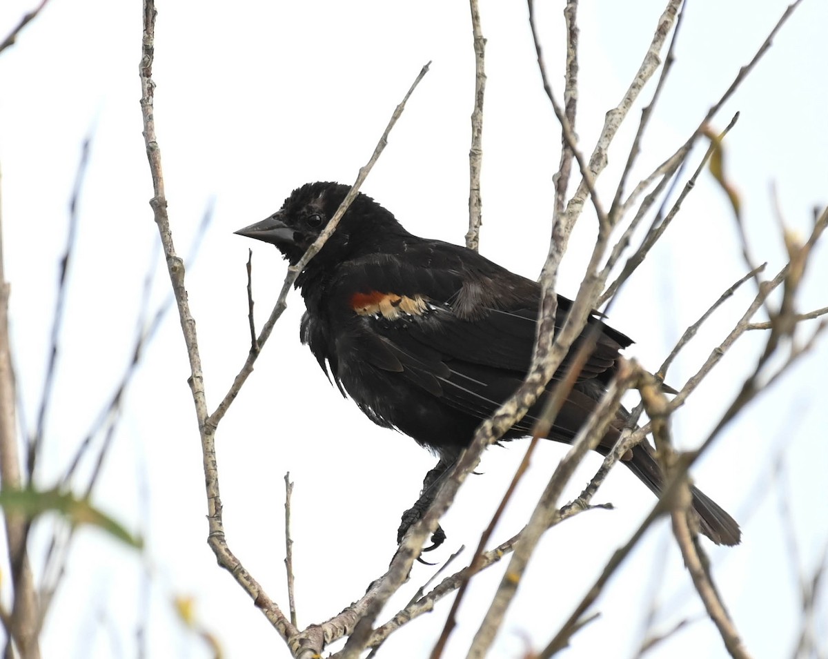 Red-winged Blackbird - ML641155192