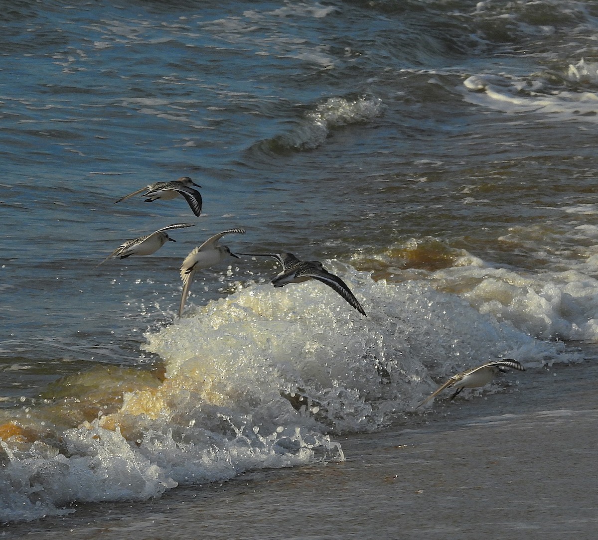 Sanderling - ML641155200
