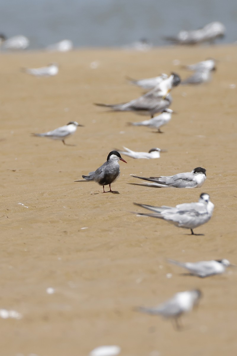 Whiskered Tern - ML641155201