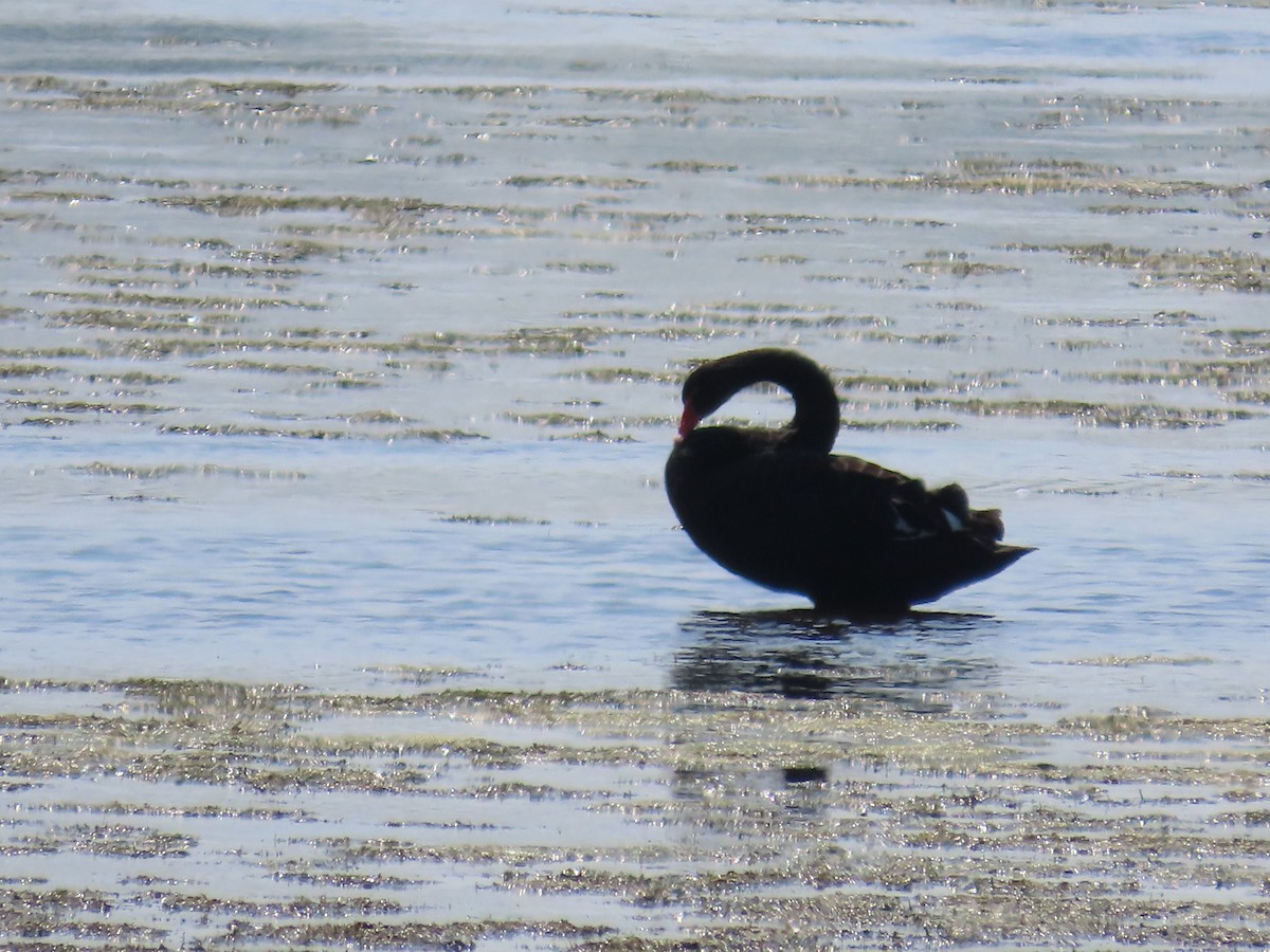 labuť černá - ML641155202