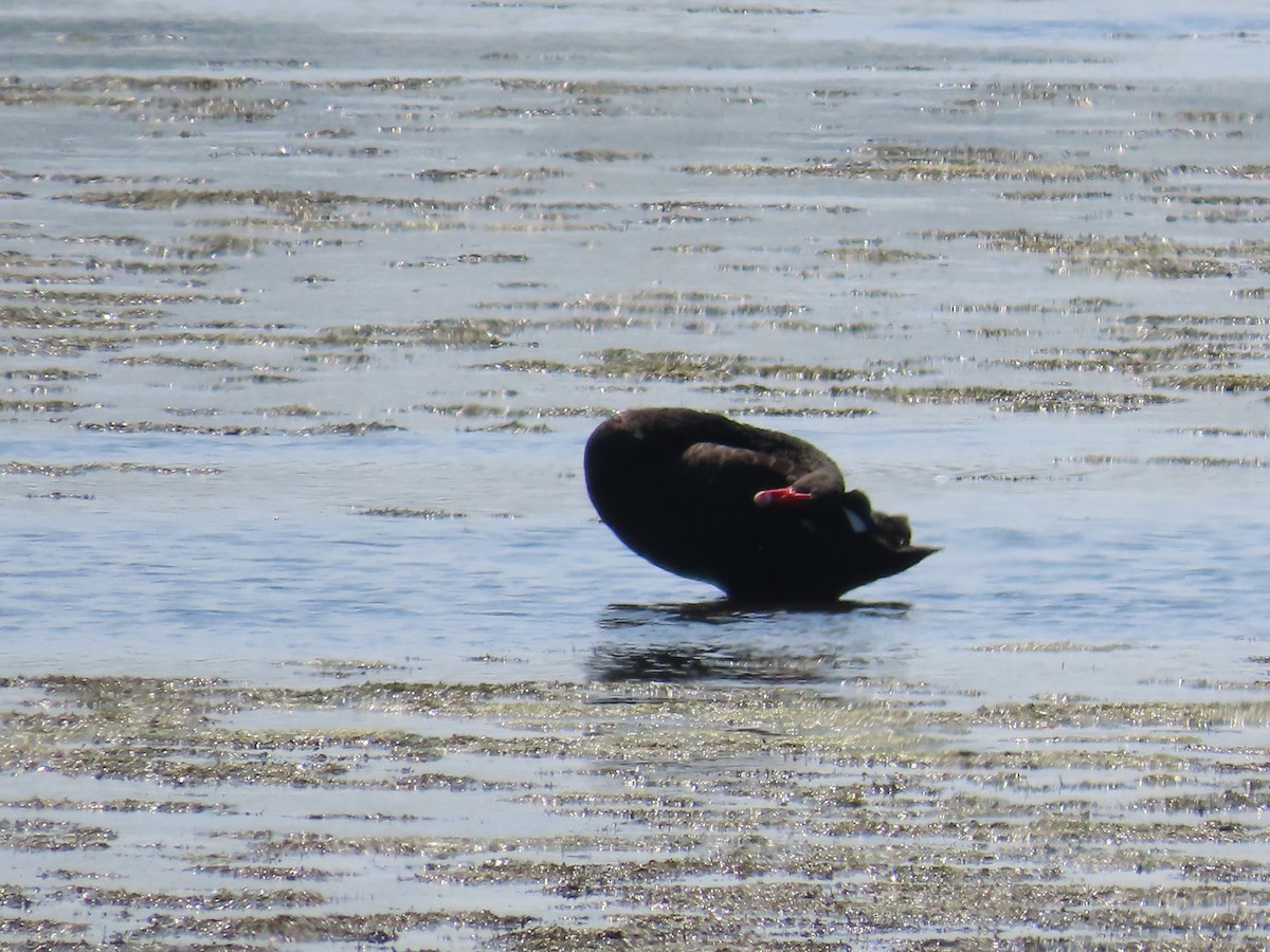 labuť černá - ML641155213