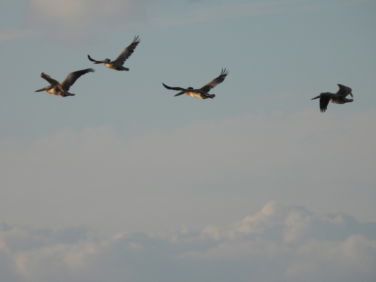 Brown Pelican - ML641155214