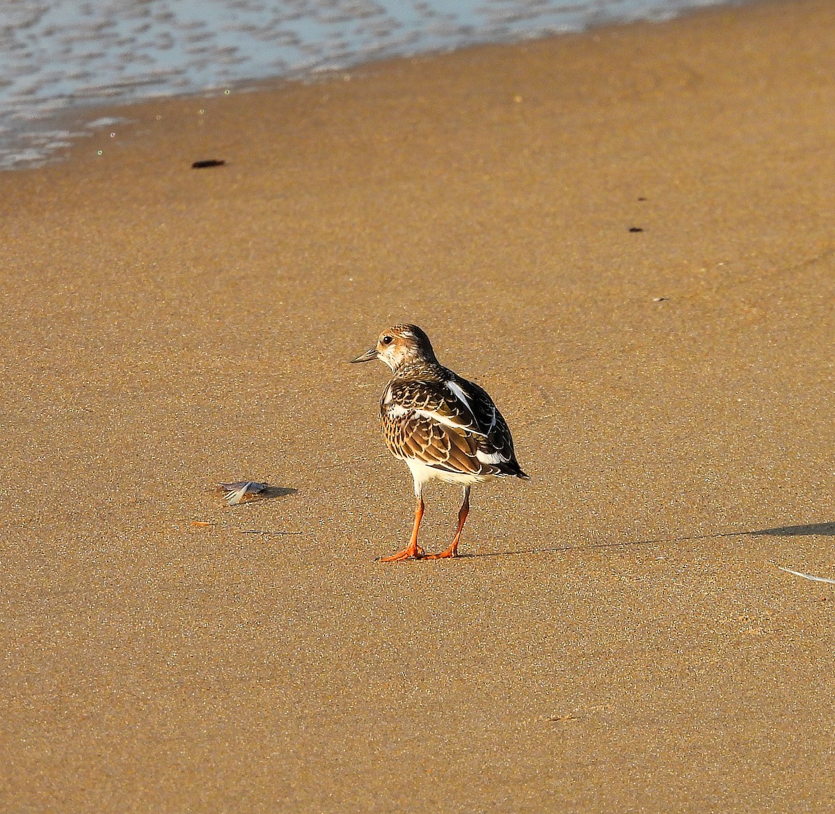 Ruddy Turnstone - ML641155224