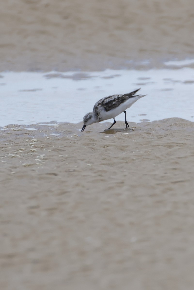 Sanderling - ML641155227