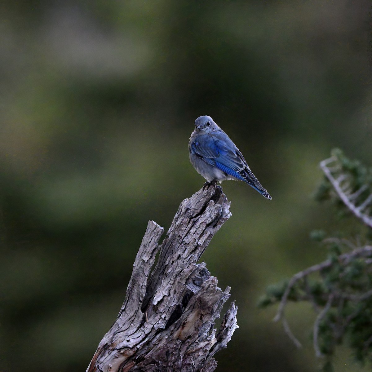 Mountain Bluebird - ML641155265