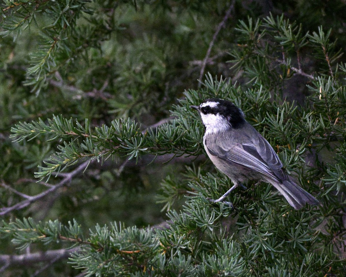 Mésange de Gambel - ML641155274