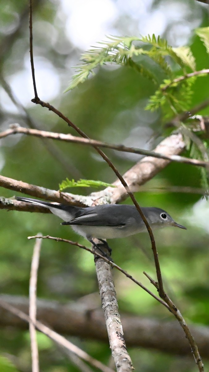 Blue-gray Gnatcatcher - ML641155303