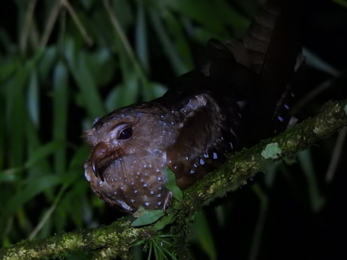 Oilbird - ML641155308