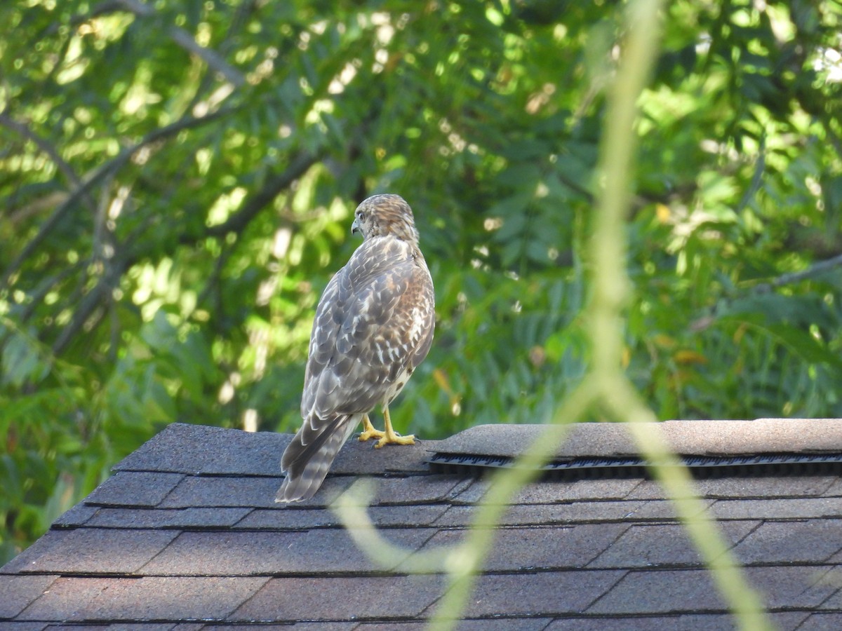 Red-shouldered Hawk - ML641155327