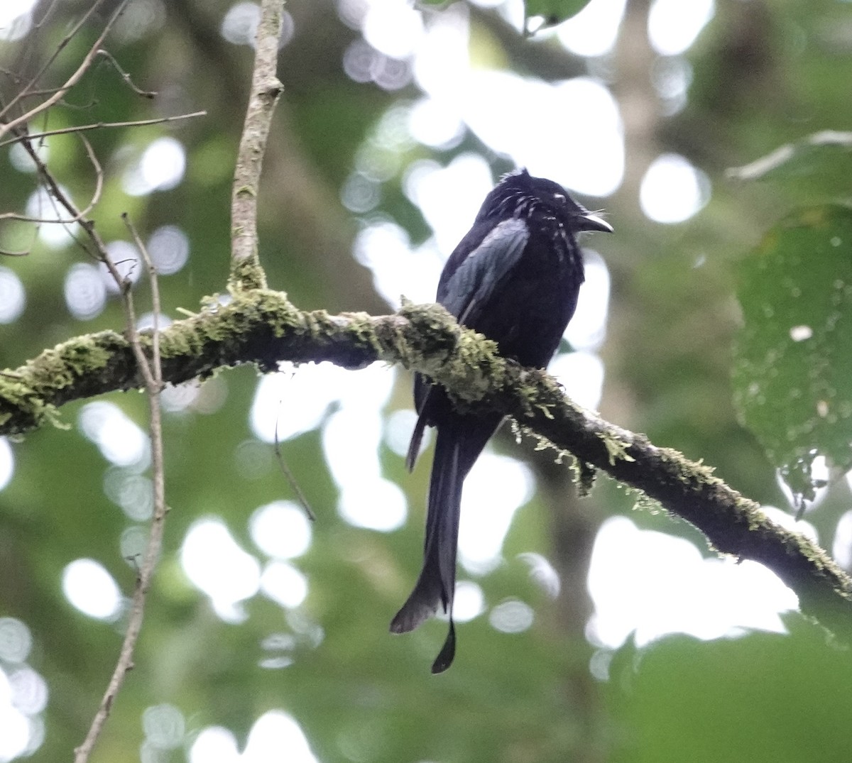 Hair-crested Drongo - ML641155348