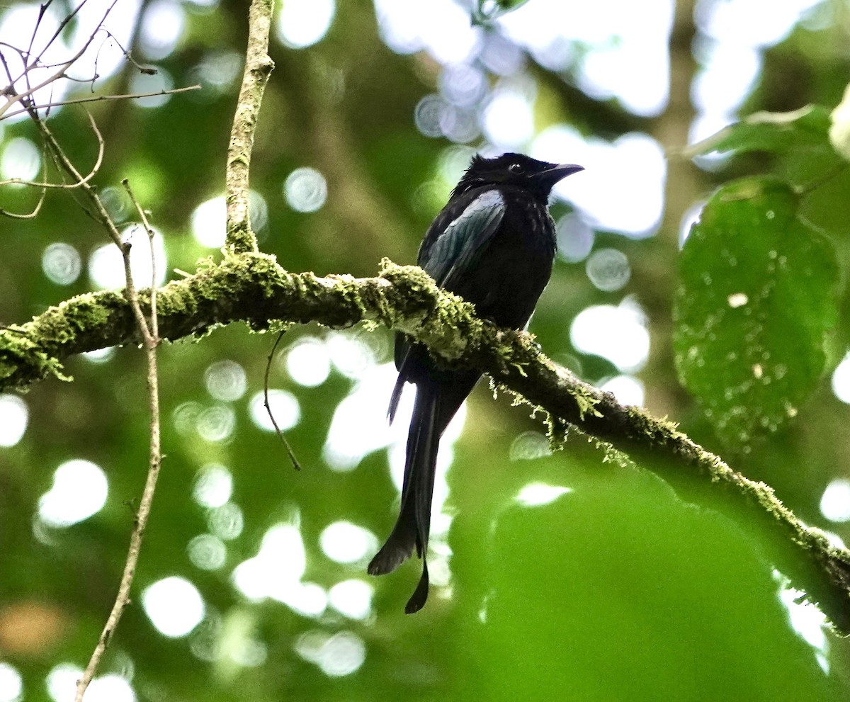 Hair-crested Drongo - ML641155349