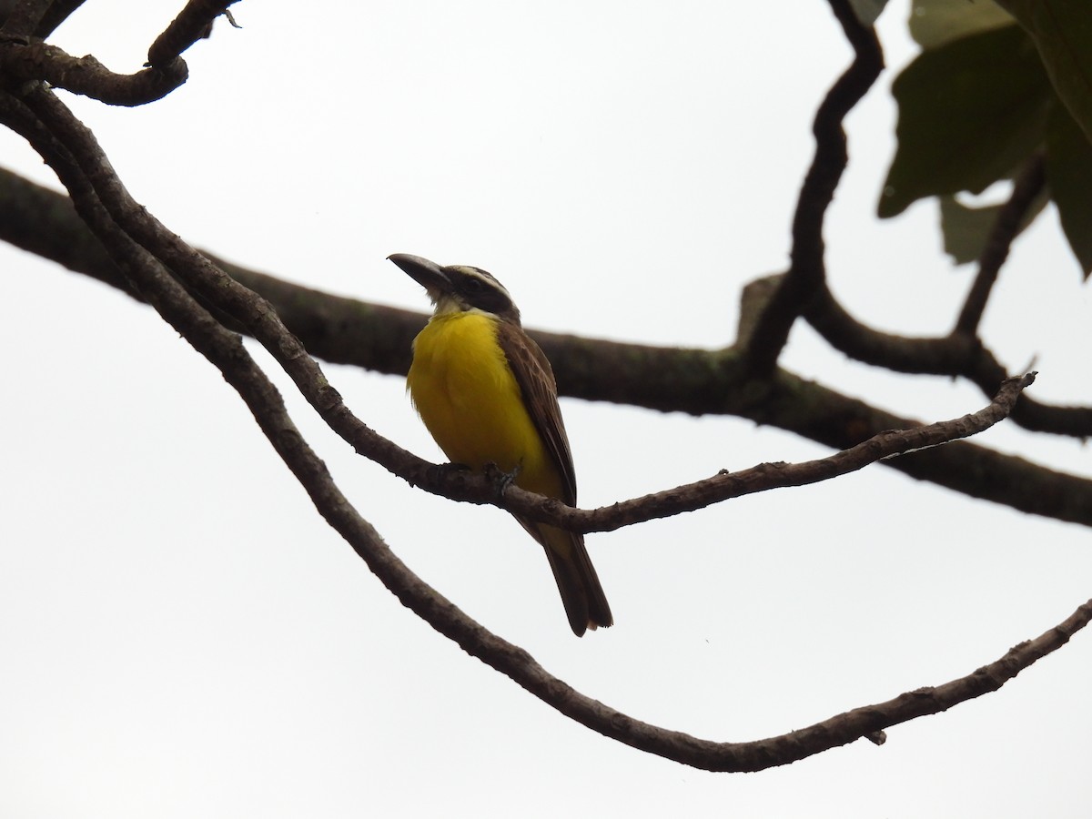 båtnebbtyrann - ML641155351