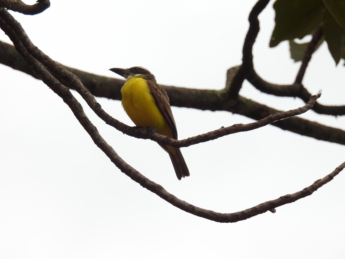 båtnebbtyrann - ML641155352