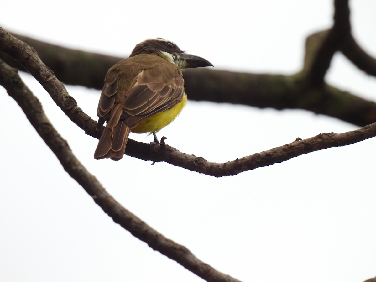 båtnebbtyrann - ML641155354