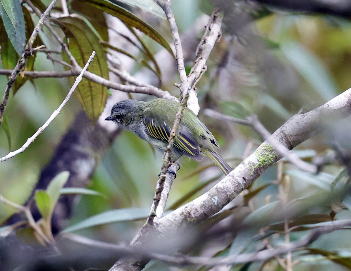 Mistletoe Tyrannulet - ML641155362