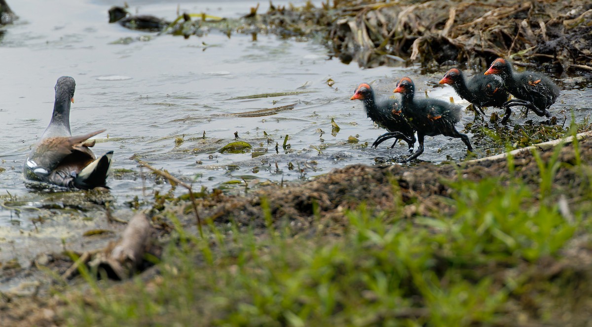 Common Gallinule - ML641155389