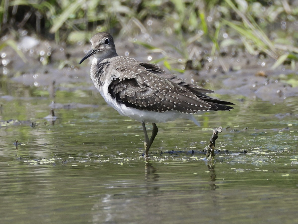 Solitary Sandpiper - ML641155394