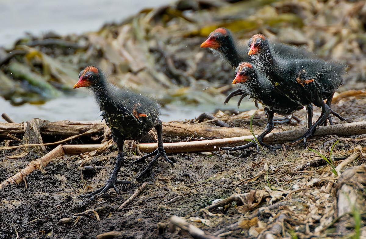 Common Gallinule - ML641155406
