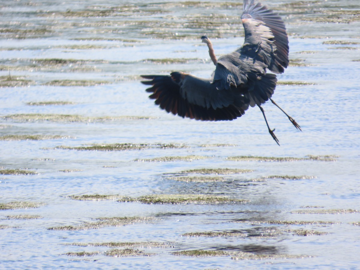 volavka velká - ML641155413