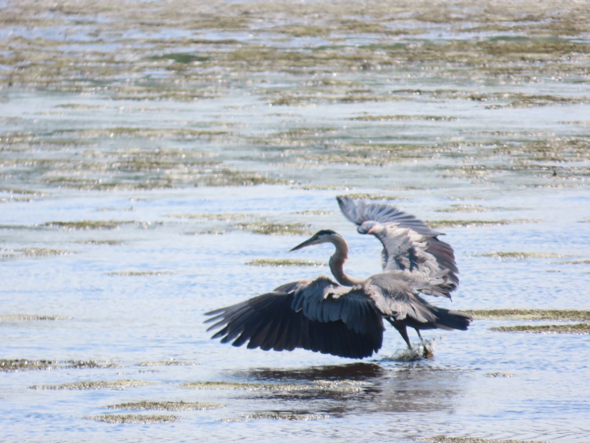 volavka velká - ML641155428