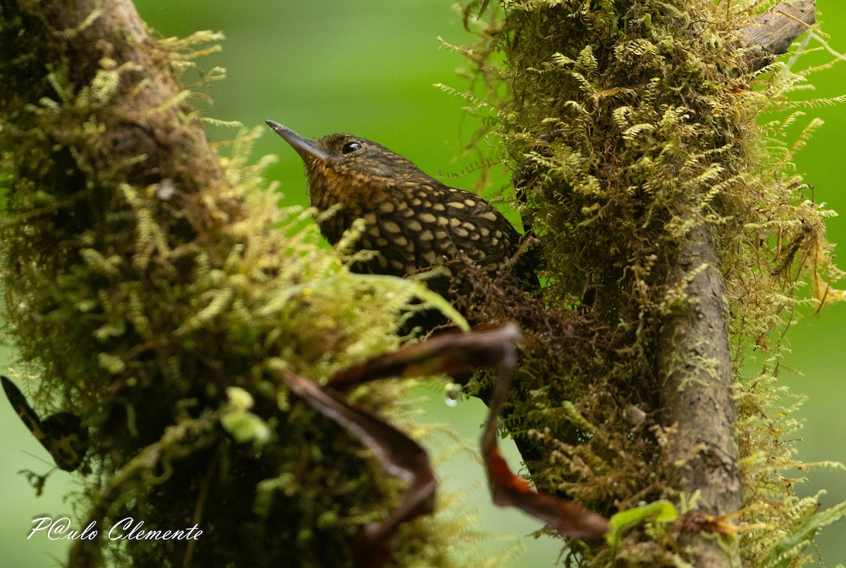 Spotted Barbtail - ML641155430