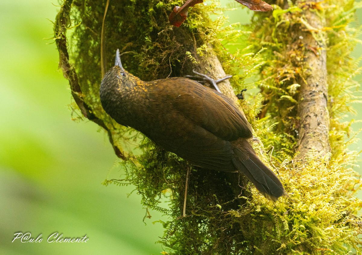 Spotted Barbtail - ML641155432