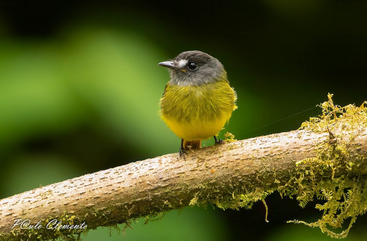 Ornate Flycatcher - ML641155447