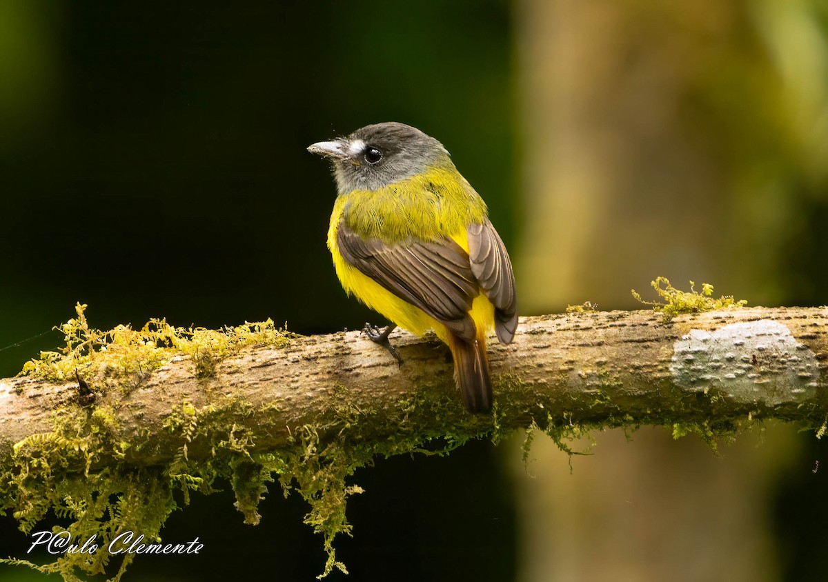 Ornate Flycatcher - ML641155448
