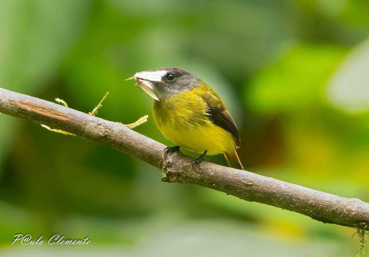 Ornate Flycatcher - ML641155449